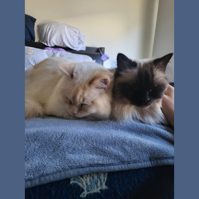 Photo of Bobby & Brown *9 Lives Project Rescue*