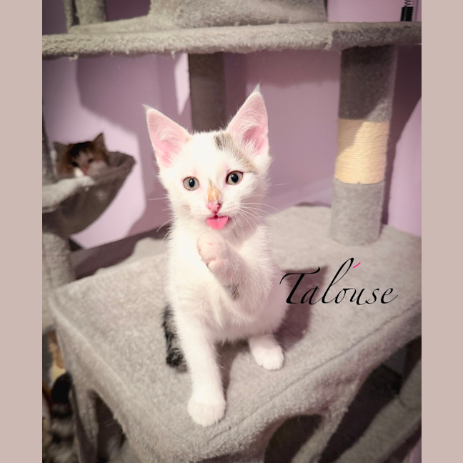 Photo of Toulouse
