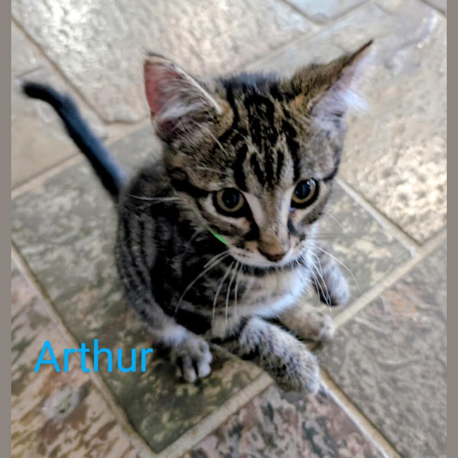 Photo of Arthur Meet Me@Petstock Clyde Store