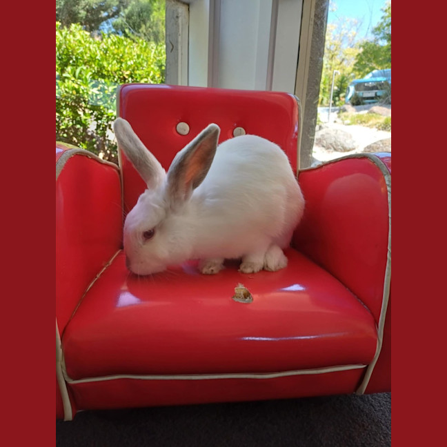 Photo of Stuart Little