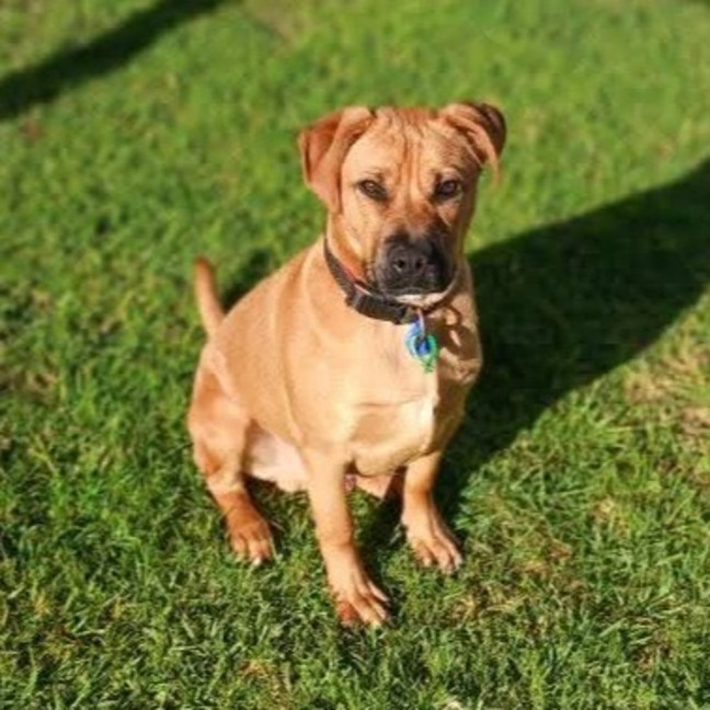 Photo of Alf