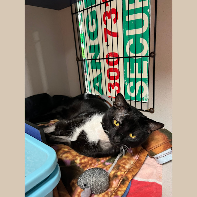 Photo of Socks