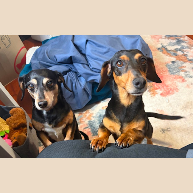 Photo of Sally   8 Year Old Dachshund