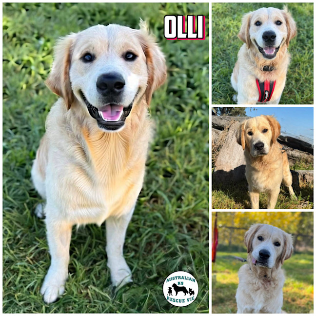 Photo of Olli