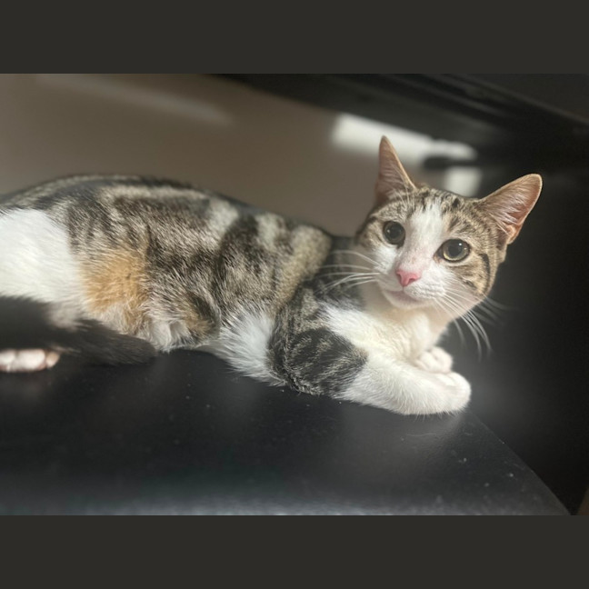 Photo of Stella   Pretty Tabby