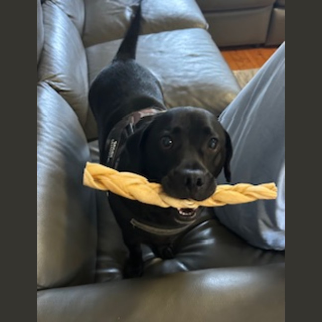 Photo of Bailey