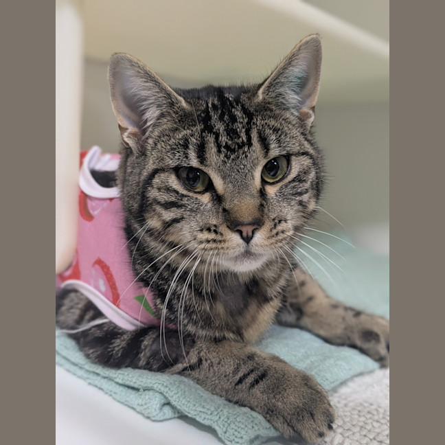 Photo of 🍸 Meowtini 6328 🍸