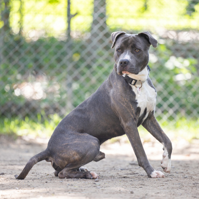 Photo of Cobalt