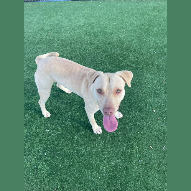 Photo of Tucker Imp 1449