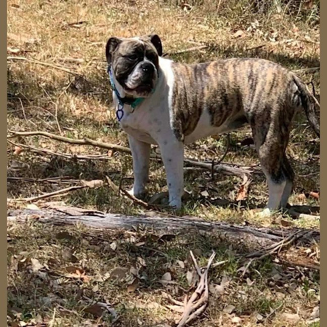 Photo of Lexi   6 Month Old Australian Bulldog