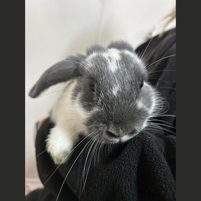 Photo of Noodle