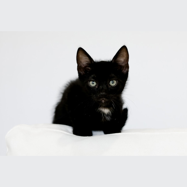 Photo of Bandit