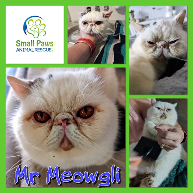 Photo of Mr Meowgli