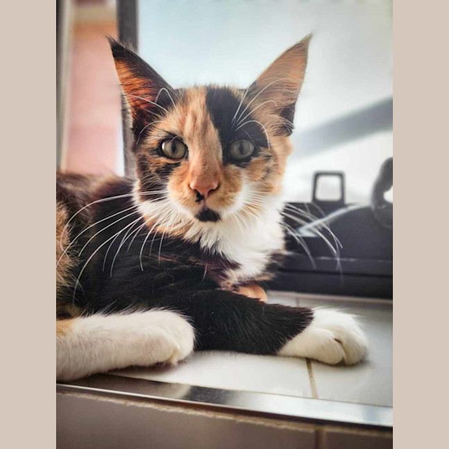 Photo of Tilly