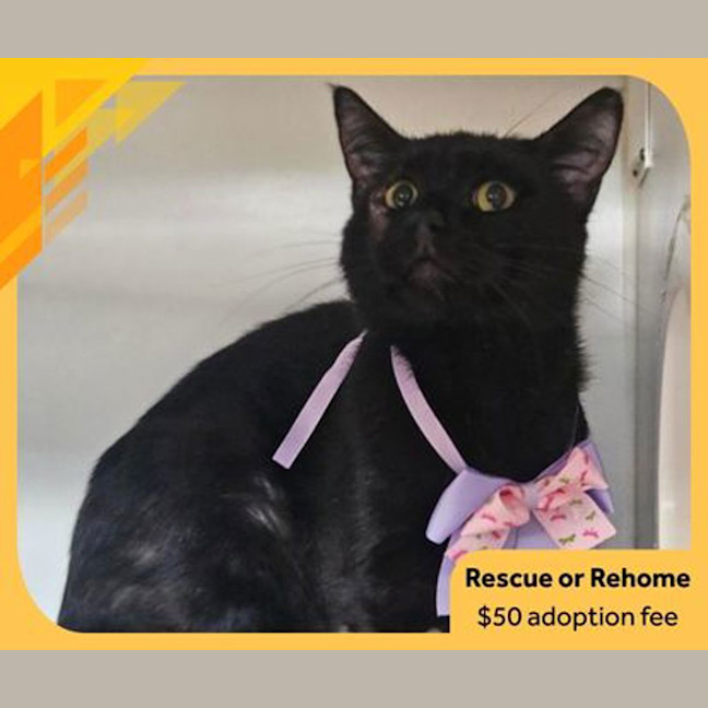 Photo of Binx