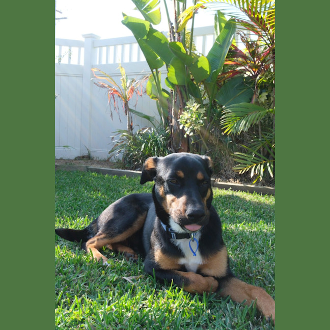 Photo of Bruiser   4 Month Old Kelpie