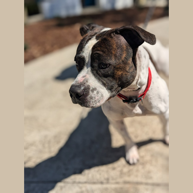 Photo of 🦒 Howard 6446 🦒