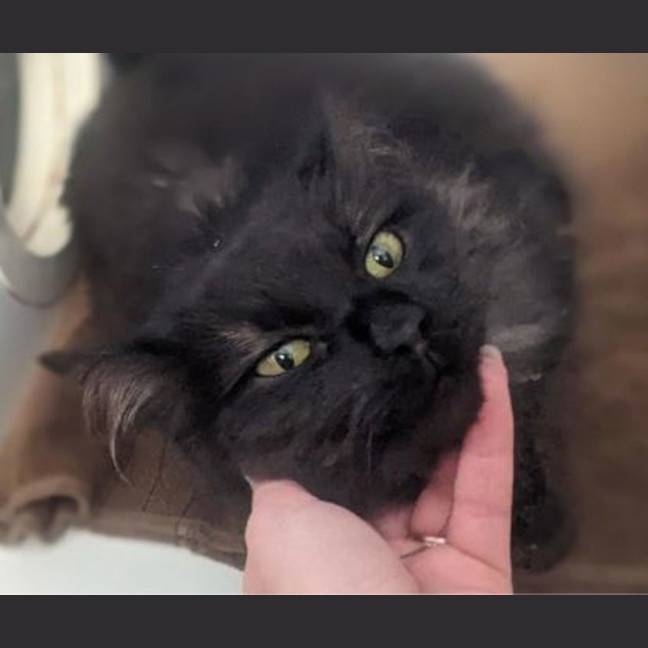 Photo of Tommy