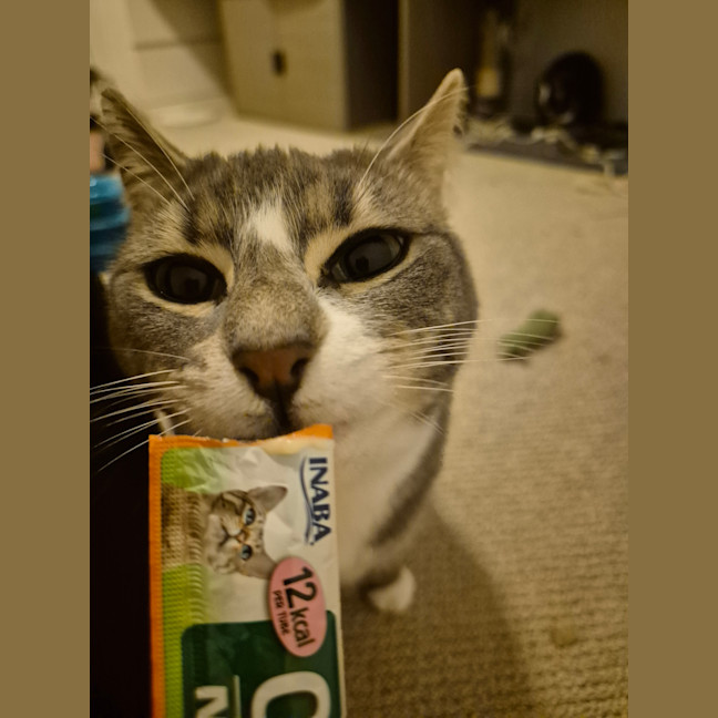 Photo of Pixie