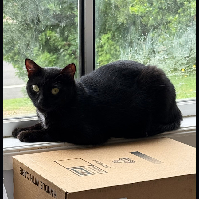 Photo of Dahlia