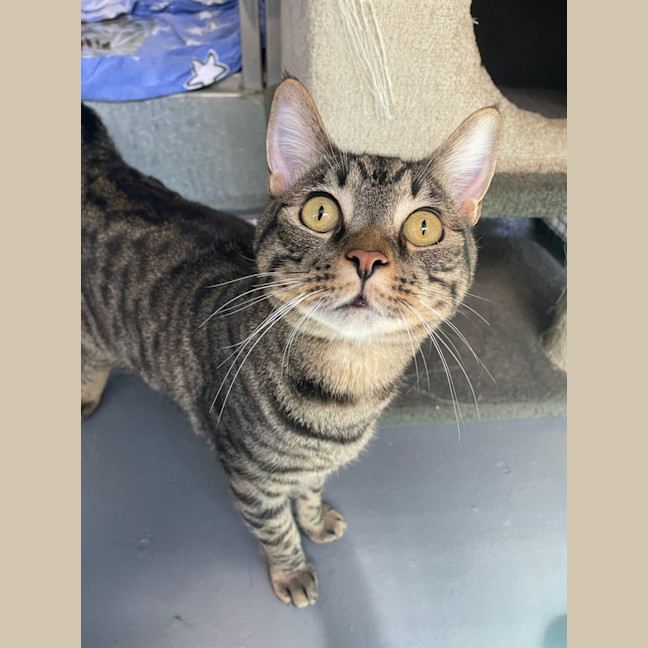 Photo of Simba