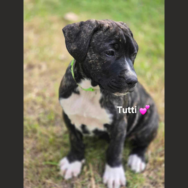 Photo of Violins Babies 🎻🐶