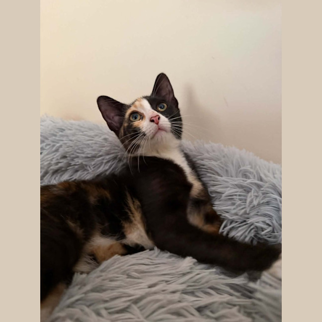 Photo of Artemis