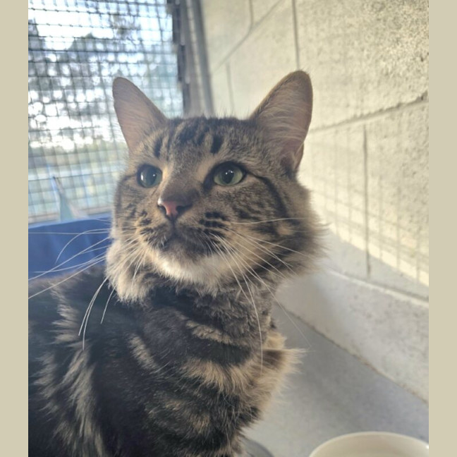Photo of Simba
