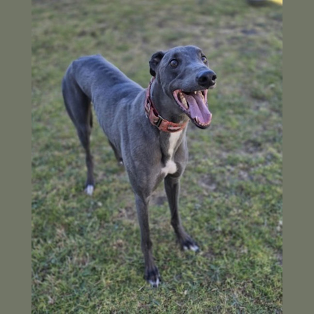 Photo of Cruiser (67748)