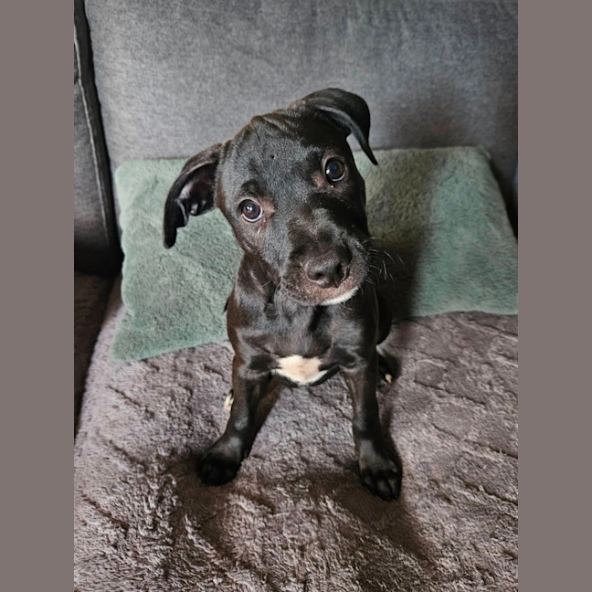 Photo of Kippa