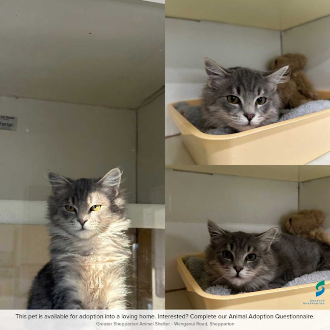 Photo of Rocket