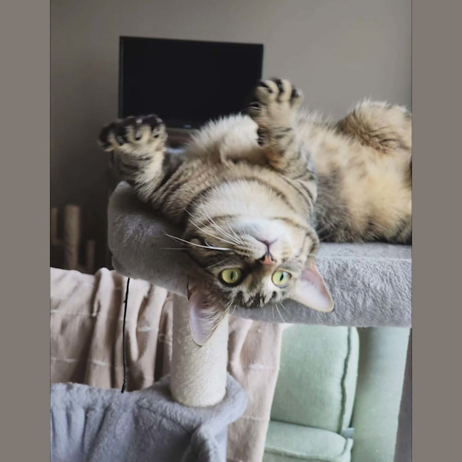 Photo of Cleo   In Foster In Melbourne