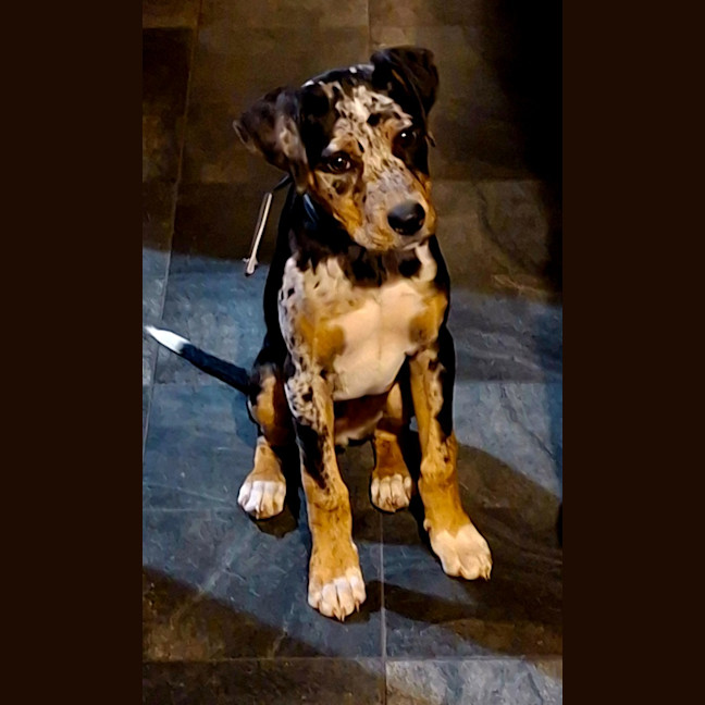 Photo of Patch