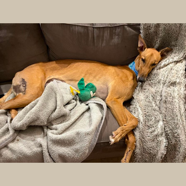 Photo of Rusty, The Greyhound