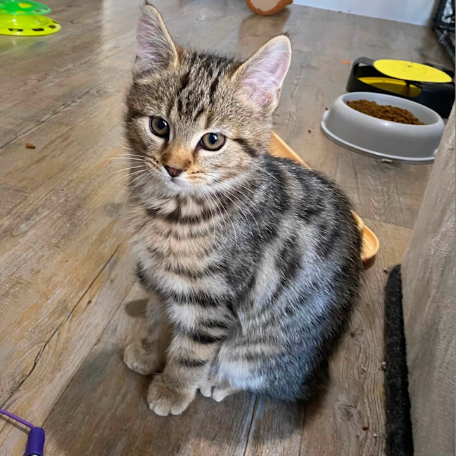 Photo of Waffle