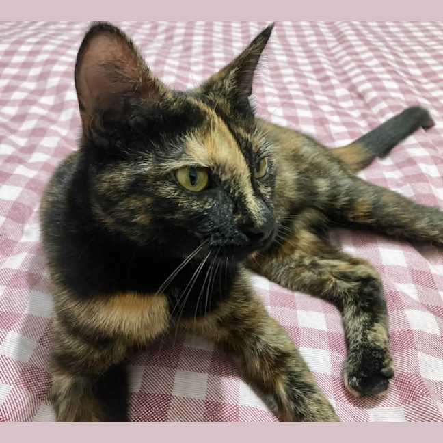 Photo of Fittonia ** 2nd Chance Cat Rescue**
