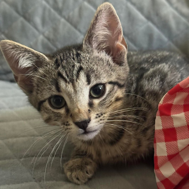 Photo of Pepe Le Pew