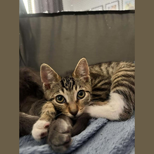 Photo of Taylor (Tay Tay)