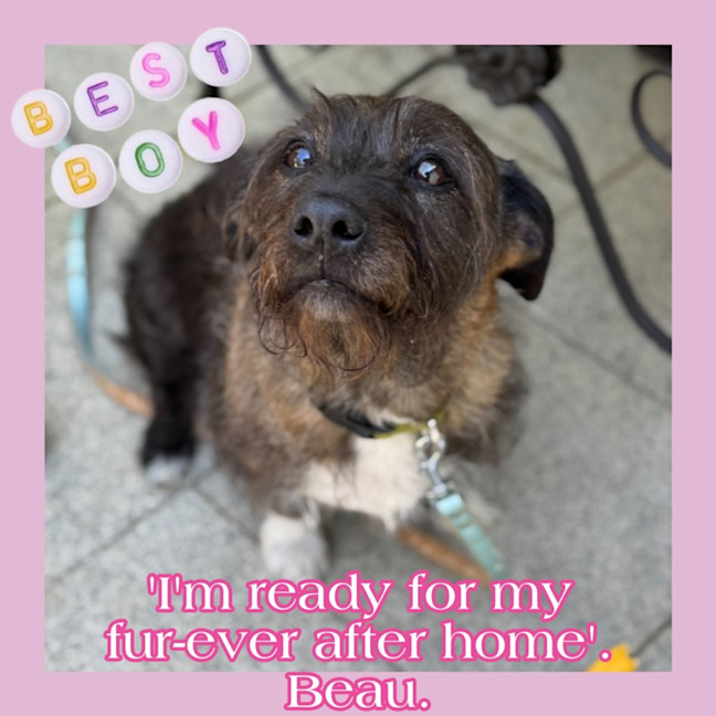 Photo of Beautiful Funny Beau 