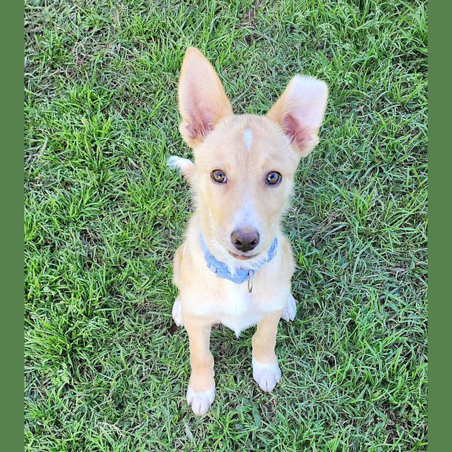 Photo of Marmalade