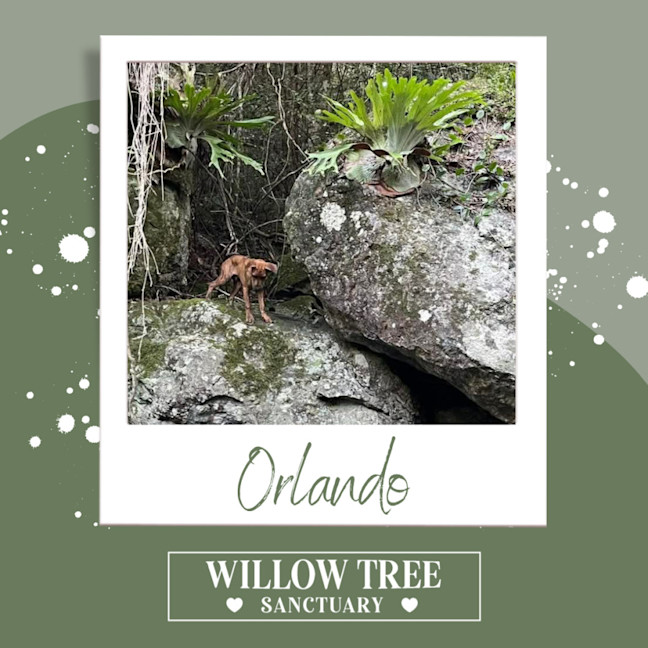 Photo of Orlando
