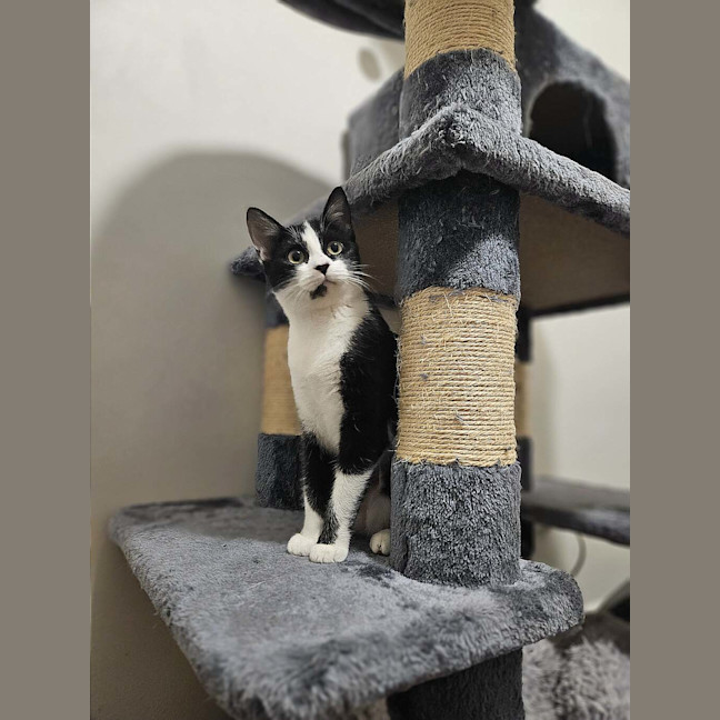 Photo of Apollo