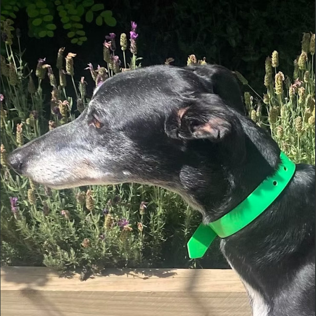 Photo of Sadie