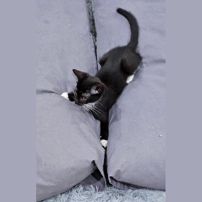 Photo of Stormie
