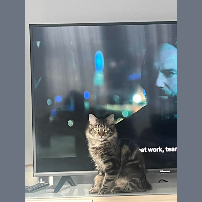 Photo of Shiraz & Cognac🍹