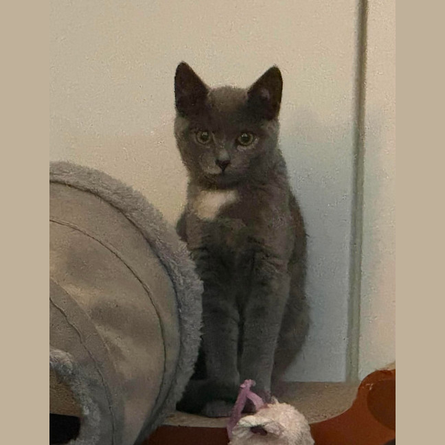 Photo of Nathema **2nd Chance Cat Rescue**