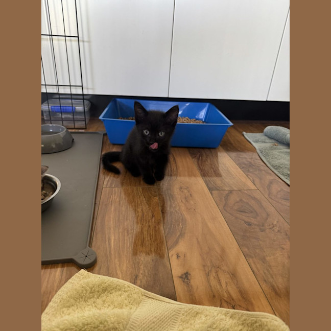 Photo of Atlas
