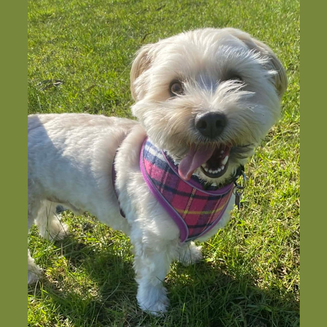 Photo of Toto
