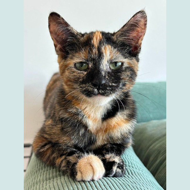 Photo of Holly & Ivy