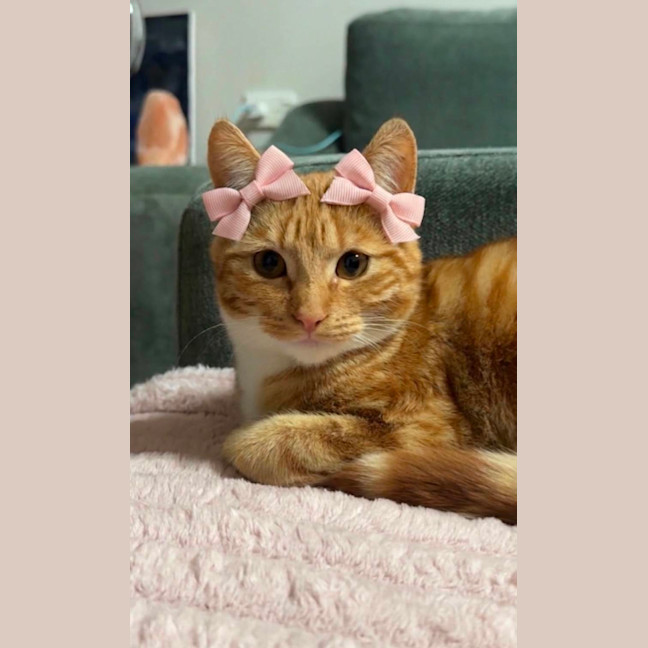 Photo of Bella